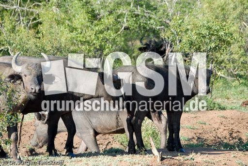 Afrikanischer Büffel (19 von 102).jpg